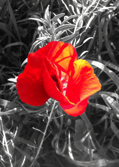 Carte Coquelicot Sur Fond Noir Et Blanc : Envoyer une 